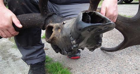 10,000-Year-Old Irish Elk Skull Discovered By Fishermen In Local Lake