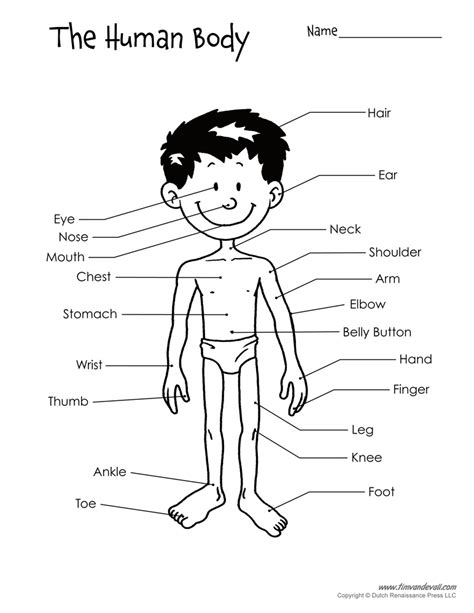 [DIAGRAM] Hiv And The Body Diagram - MYDIAGRAM.ONLINE