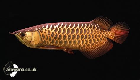 Types of Asian Arowana Fish | Exotic Tropical Ornamental Fish Photos With Names | Fish Secrets