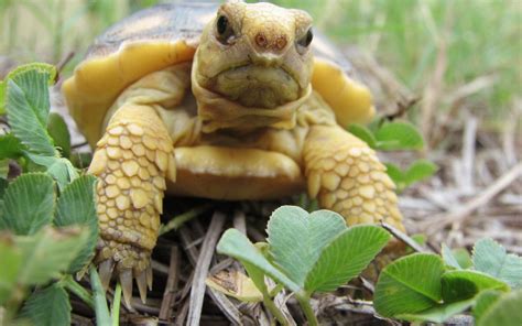 Florida Gopher Tortoise Care Tips, Habit, Breeding | Review 2020