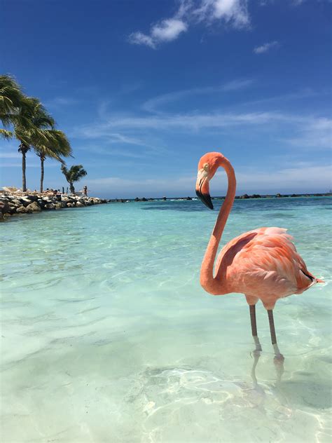 Flamingo Beach Aruba Foto Flamingo, Flamingo Beach Aruba, Flamingo Art, Pink Flamingos, Sea Life ...