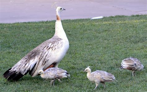 Tucson Daily Photo ~: Trivia time - what are baby peacocks called?