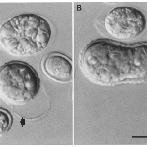 A, B. Mature zygotes of Chlamydomonas monoica. A Normal zygote, showing... | Download Scientific ...