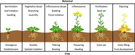 Typical stages within the crop cycle, with corresponding stages of... | Download Scientific Diagram