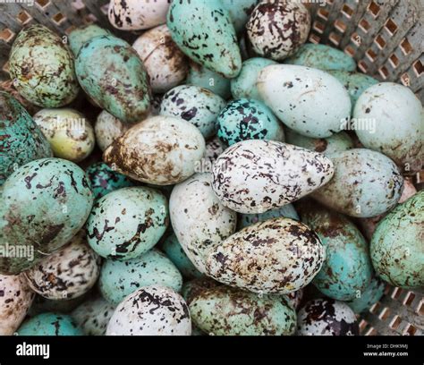 Common Guillemot eggs, (Uria aalge), Ingolfshofdi, Iceland Stock Photo ...