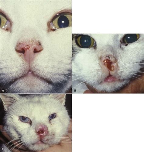 neoplasia in cats nose - Differentiates Bloggers Image Database