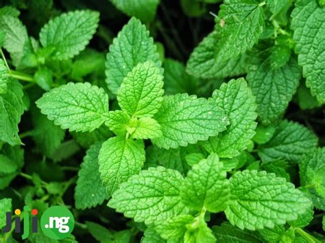 Benefits of Mint Leaves | Jiji Blog