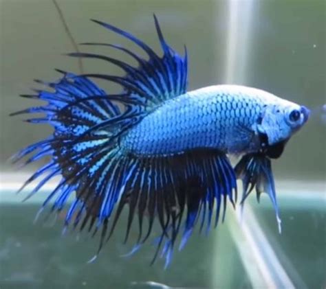 45 Different Types Of Betta Fish (With Pictures) | Aqua Movement