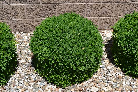 GroundWrx | Boxwood – Chicagoland Green