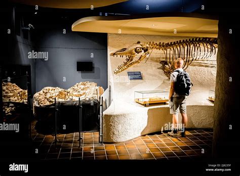 View of a man standing in front of a mounted Mosasaurus fossil at the Natural History Museum in ...