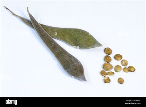 Chinese Wisteria (Wisteria sinensis), pods and seeds, studio picture ...