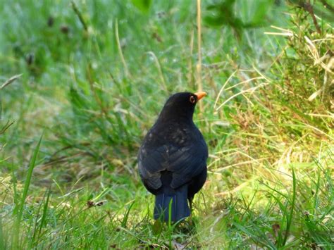 Blackbird | BirdForum