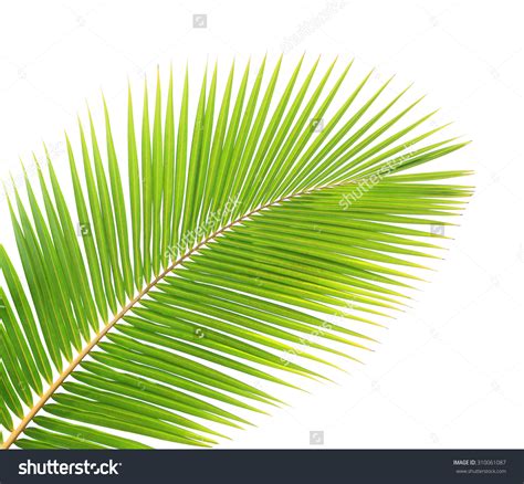 Coconut leaves clipart - Clipground