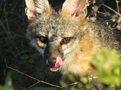 Texas Wildlife, Feb – Sept 2015 – DFW Urban Wildlife