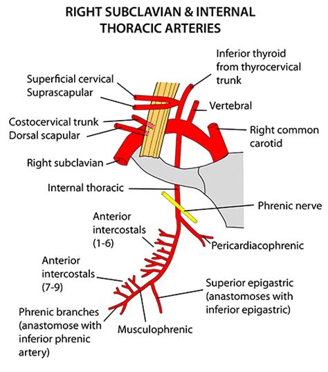 Instant Anatomy - Thorax - Vessels - Arteries - Internal thoracic ...