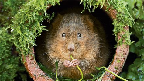 Welcome Back, Water Voles - NWF | Ranger Rick