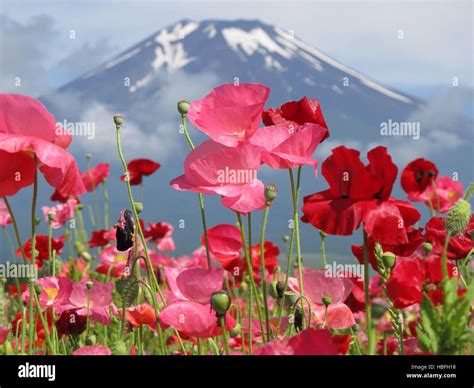 beautiful nature of Iran Stock Photo - Alamy