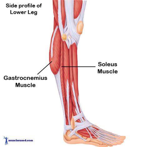 Adica Massage Clinic Gastrocnemius and Soleus Muscle - Nicole Gillett ...