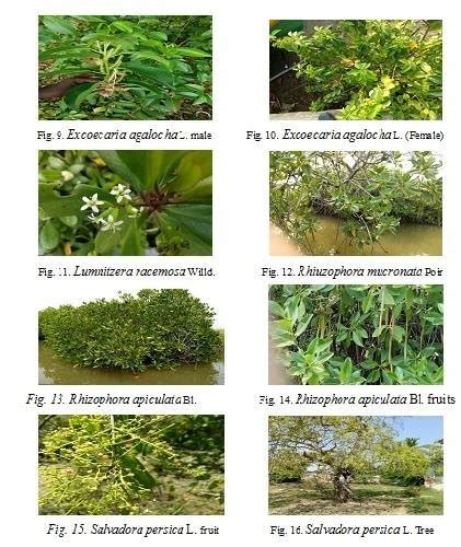 Shows the root Adaptations at Pichavaram dominated mangrove plant genus ...