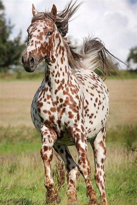 Spotted fleck | Horses, Beautiful horses, Pretty horses