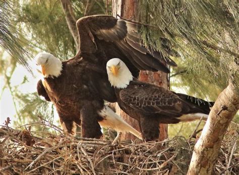 Birds of Prey and Nesting Territories | BirdNote