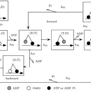 State transitions of the kinesin in an ATPase cycle. The black circles... | Download Scientific ...