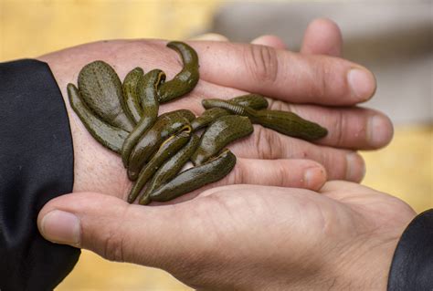 Man busted at Canadian airport with almost 5,000 live leeches in a ...