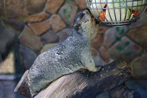 Himalayan Marmot (Marmota himalayana) - ZooChat