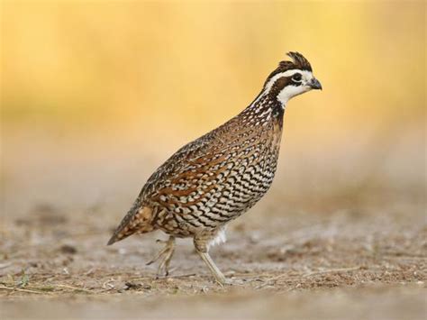 'Northern Bobwhite Quail, Texas, USA' Photographic Print - Larry Ditto | AllPosters.com