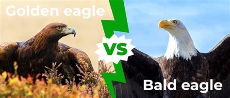 Golden Eagle vs Bald Eagle: 8 Key Differences Explained - AZ Animals