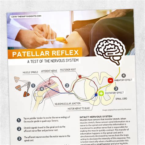 The Patellar Reflex – Adult and pediatric printable resources for ...