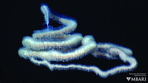 Apolemia siphonophore - MBARI