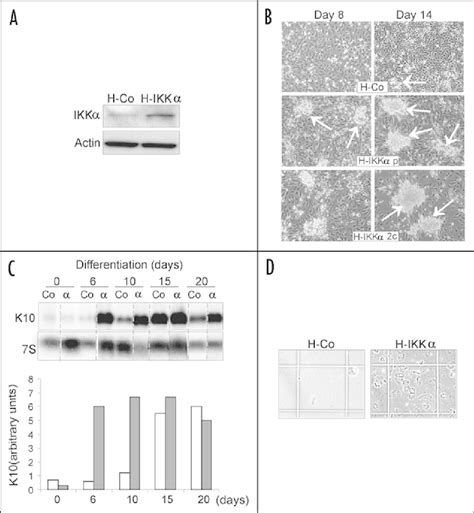 Increased expression of IKKα in HaCaT keratinocytes induces enhanced ...