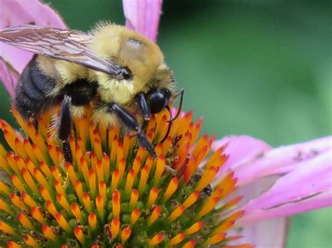 Bumblebees!: Nesting Habitat – A Wild Garden