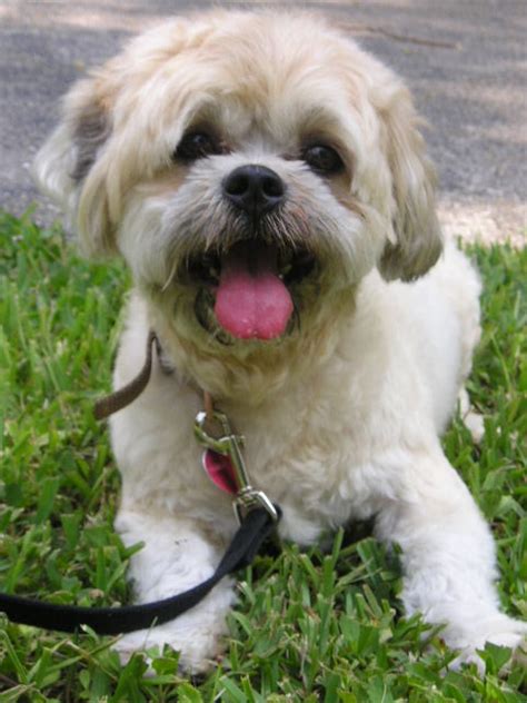 SHIH TZU RESCUE Non Profit Animal Shelter and Sanctuary in South Florida