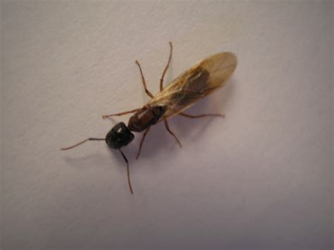 File:Winged ant.JPG