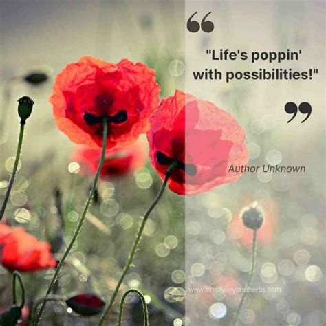 250 Captivating Poppy Quotes to Inspire - SimplyBeyondHerbs