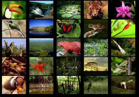 Biodiversity - Biomes Of The Tropical Rainforest