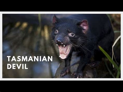 Tasmanian Devil Sound : Are Tasmanian Devils Dangerous, Maybe you would like to learn more about ...