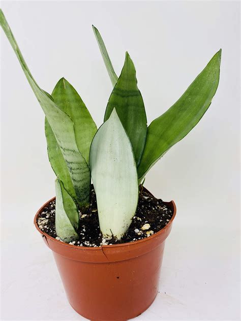 Large Sansevieria Moonshine snake Plant in 6 inch pot - not exact ...