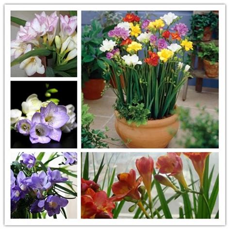 Ture freesia bulbs, flower , Indoor Pot Flowers Orchids, Freesia ...