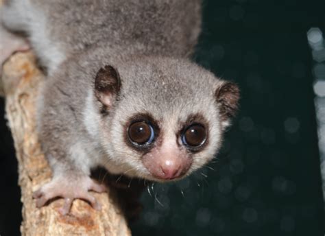 Fat-tailed Dwarf Lemur - Duke Lemur Center