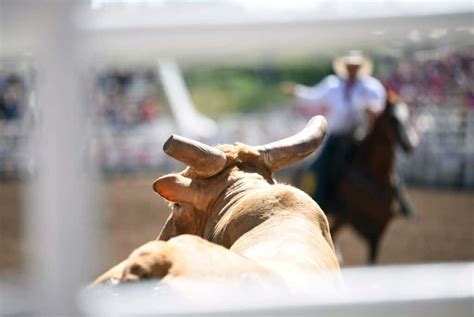 Discover The Meanest Bull in Texas Rodeo History - A-Z Animals