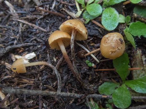 Psilocybe Silvatica/Pelliculosa ID Request - Mushroom Hunting and ...