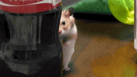 Hamster GIF - Find & Share on GIPHY