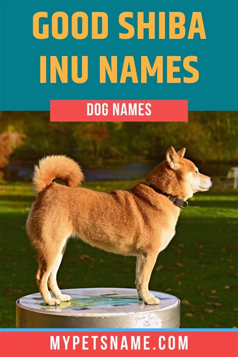 Good Shiba Inu Names | Shiba inu, Dog names, Japanese dogs