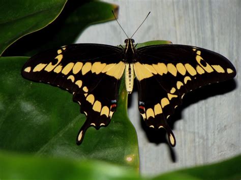 Black & Yellow Butterfly (Papilio lycophron) | Thought this … | Flickr