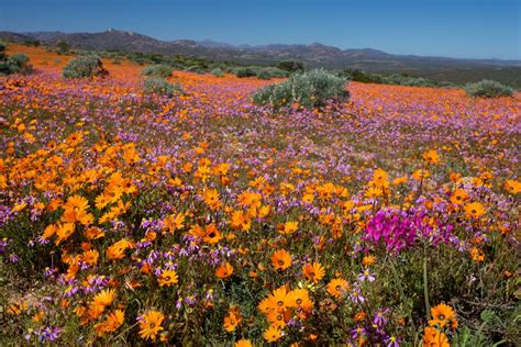 South African Flower Safari | Awesome South Africa