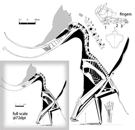 Pterodaustro embryo