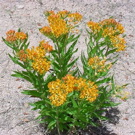 Yellow Asclepias Syriaca Flower Seeds — Jack Seeds